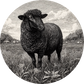 Black Sheep